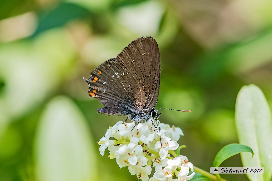 Satyrium ilicis - Satiro del leccio (maschio) - Ilex Hairstreak (male)