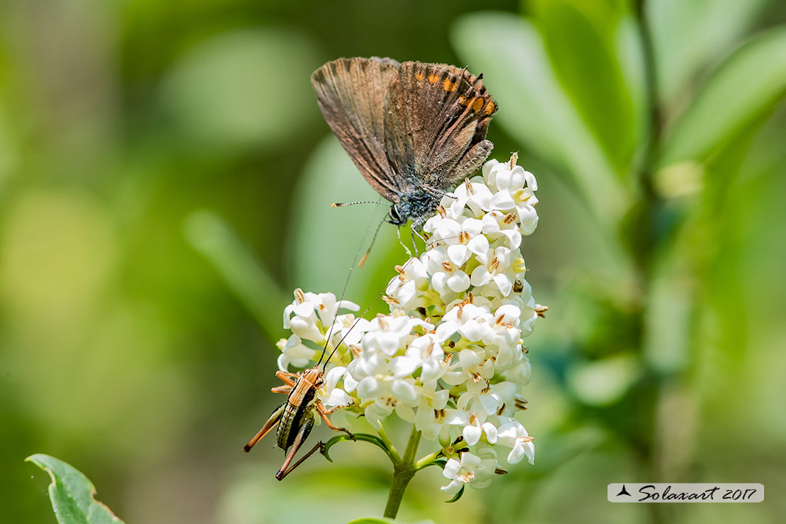 Satyrium ilicis - Satiro del leccio (maschio) - Ilex Hairstreak (male)