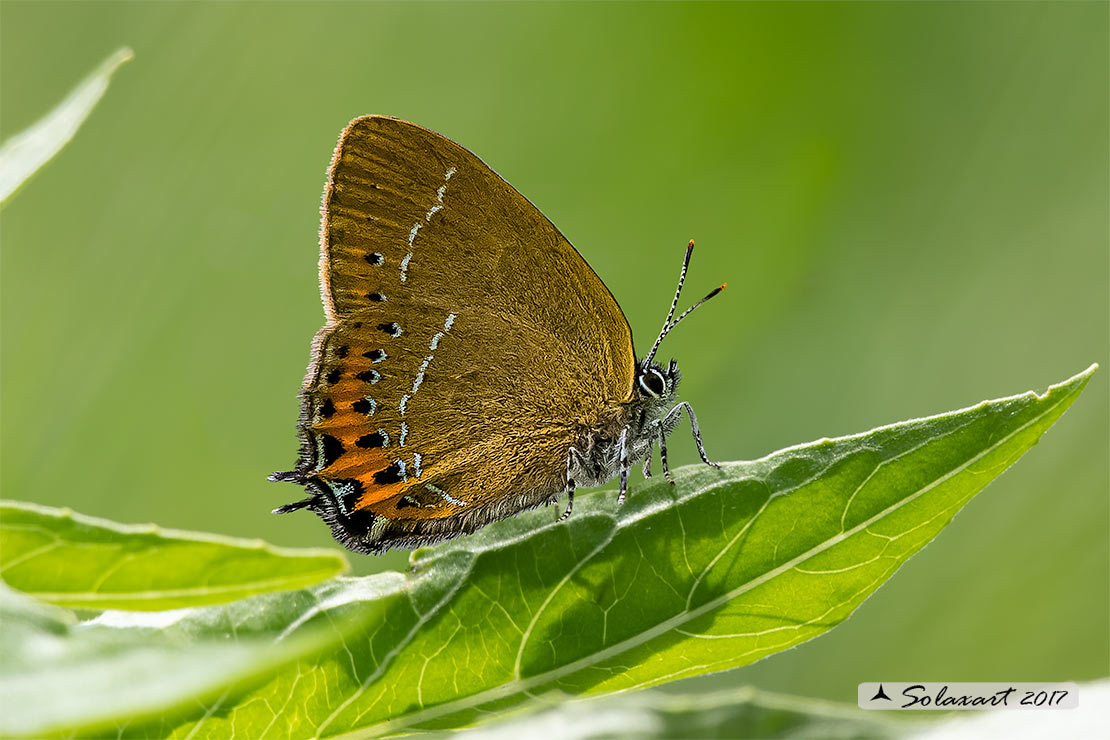 Satyrium pruni - Satiro del leccio  - Black hairstreak