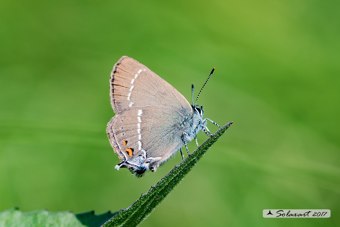 Satyrium spini: Satiro dello spincervino (femmina); Blue spot hairstreak (female)