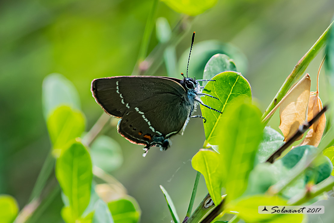 Satyrium spini: Satiro dello spincervino (maschio); Blue spot hairstreak (male)