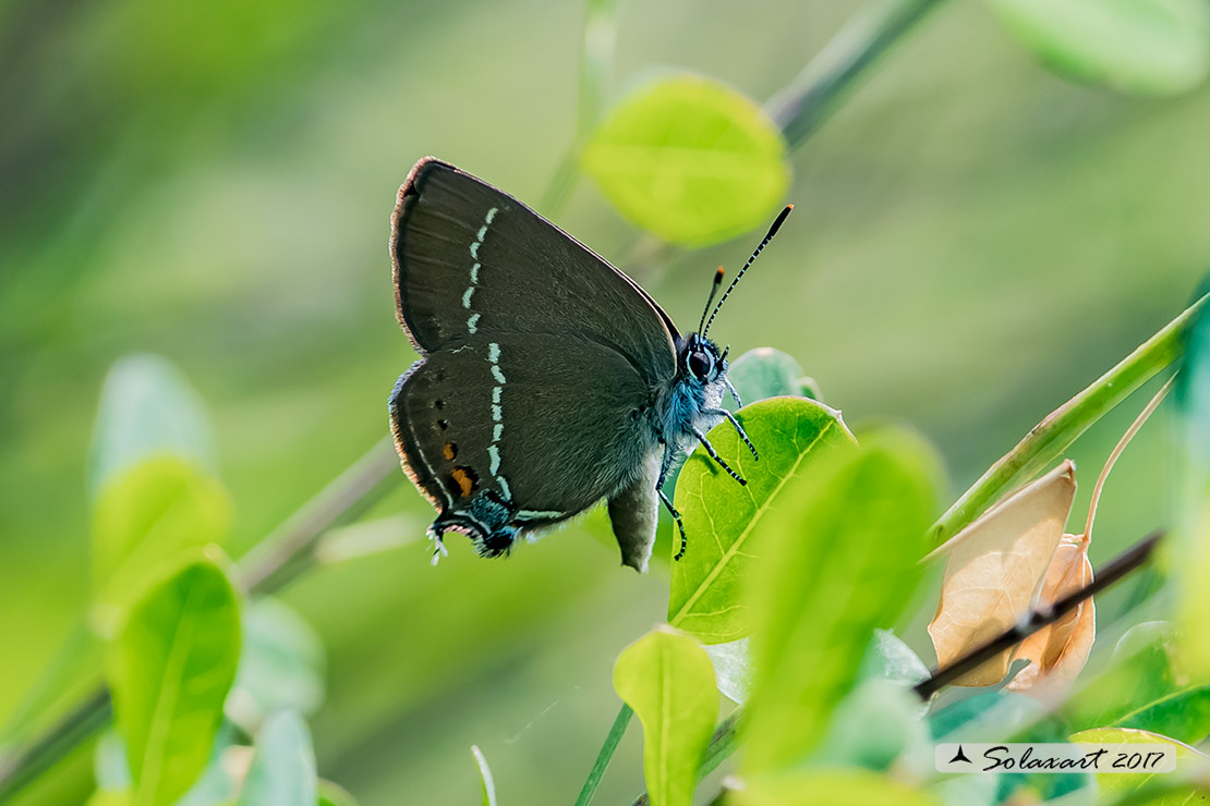 Satyrium spini: Satiro dello spincervino (maschio); Blue spot hairstreak (male)