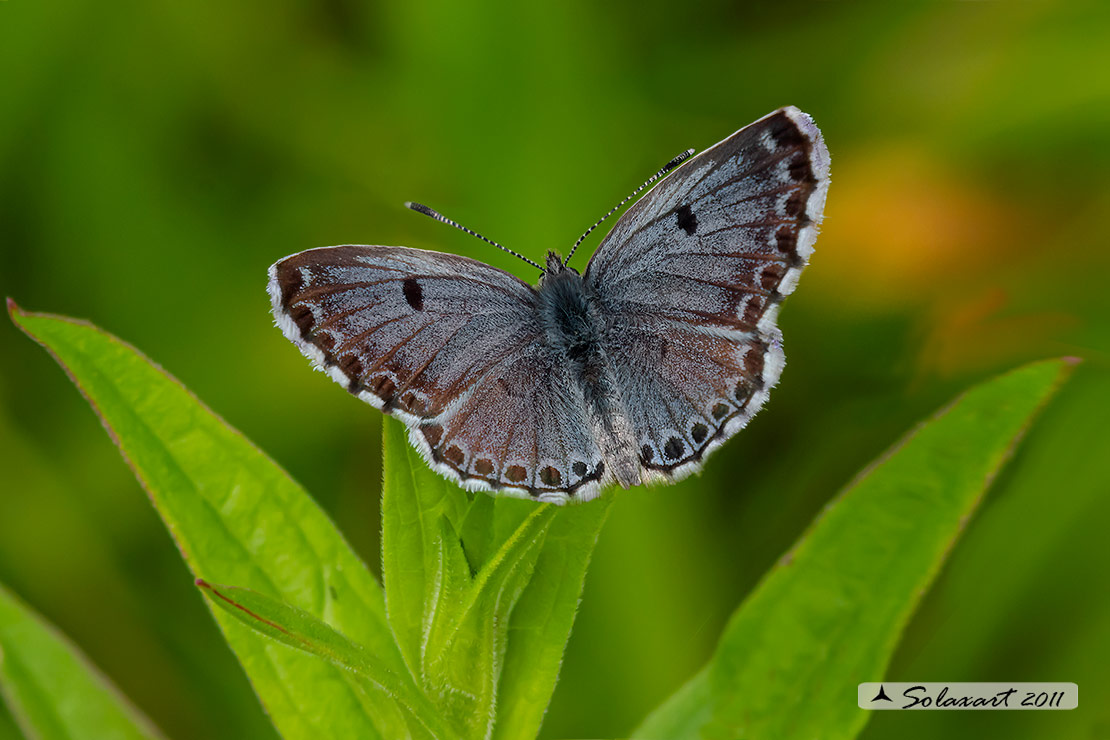 Scolitantides orion: Argo del timo (maschio); Chequered blueblue (male)