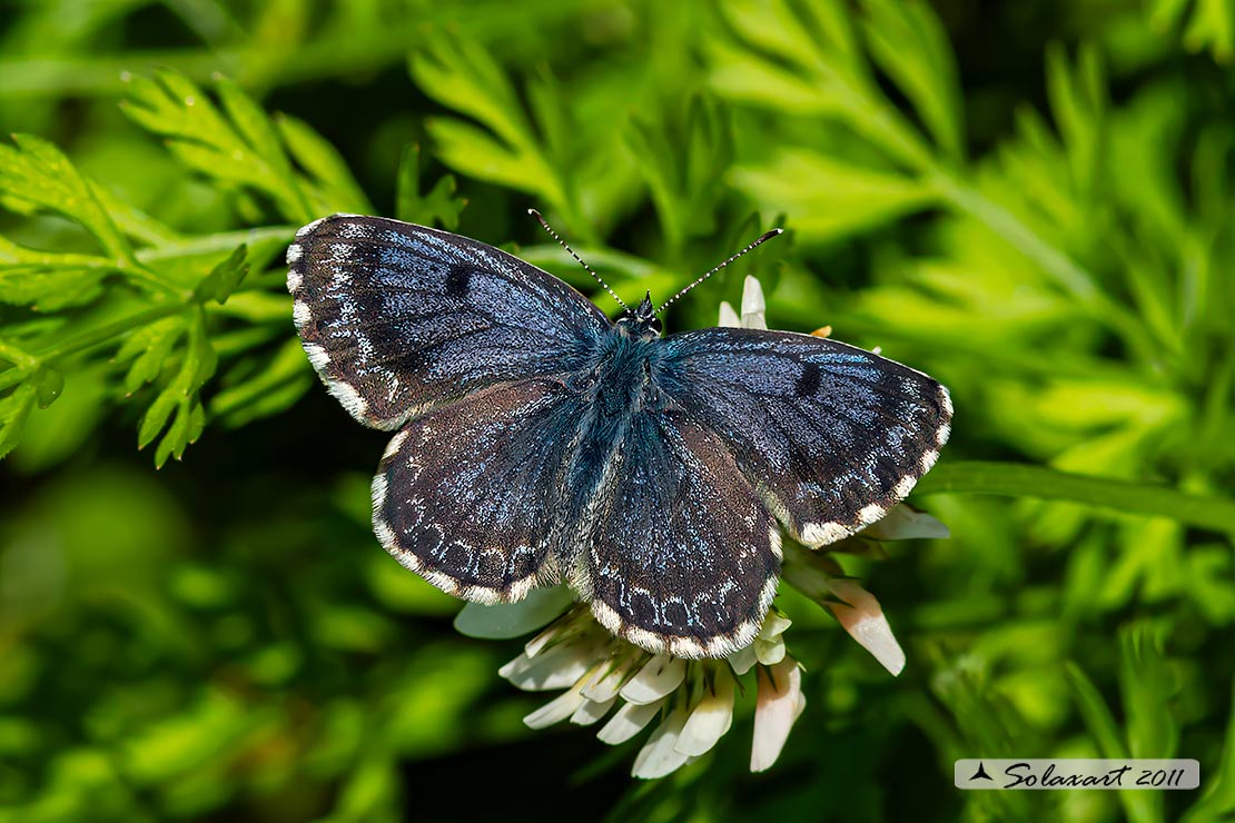 Scolitantides orion: Argo del timo (maschio); Chequered blueblue (male)