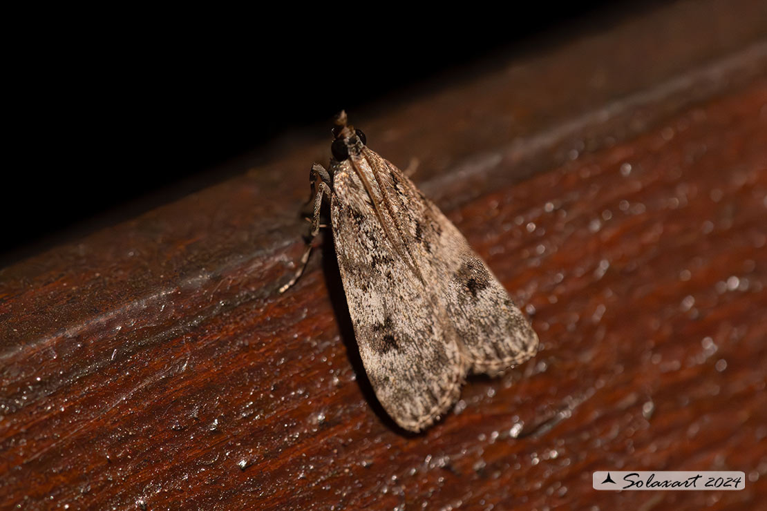 Scoparia ancipitella
