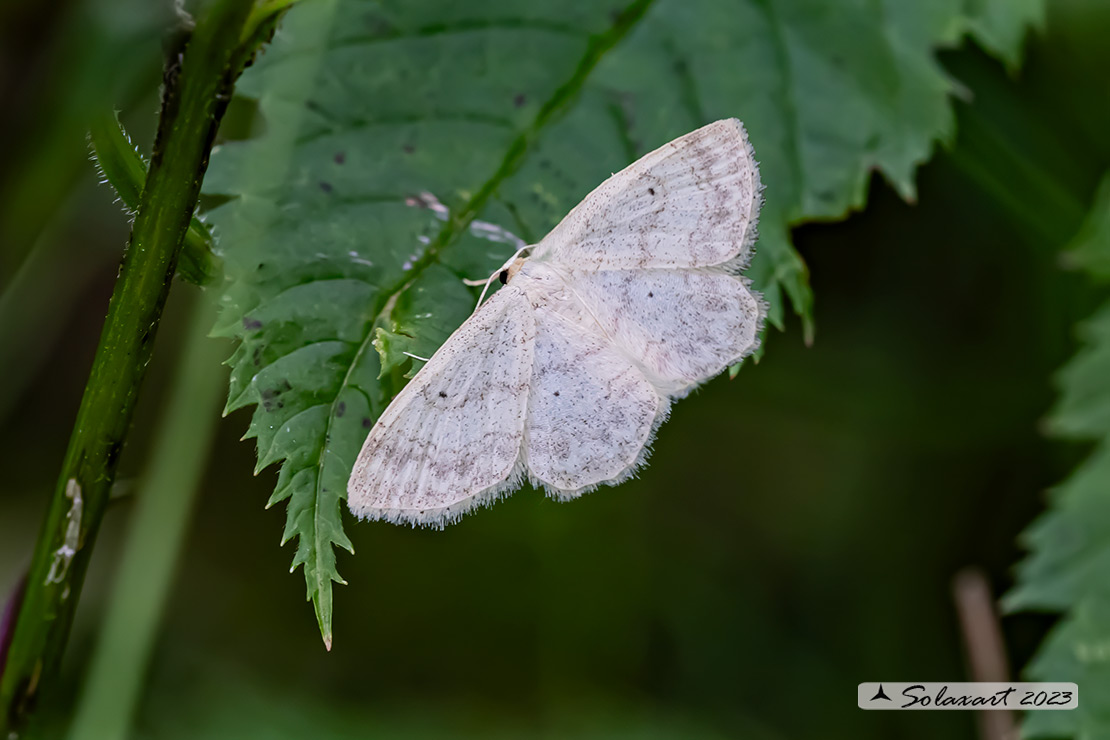 Scopula immutata  -  lesser cream Wave