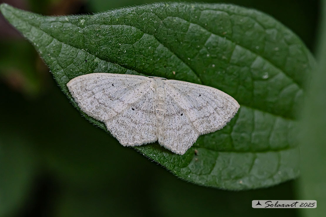 Scopula nigropunctata  -  Sub-angled Wave