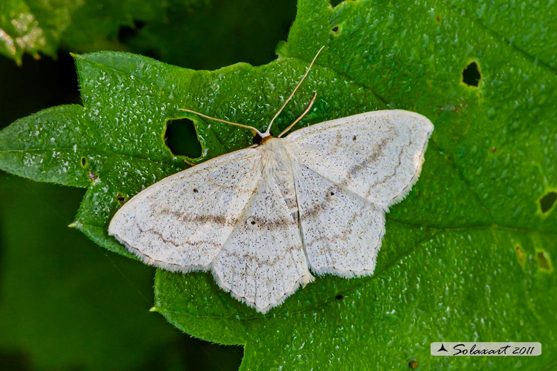 Scopula nigropunctata  -  Sub-angled Wave