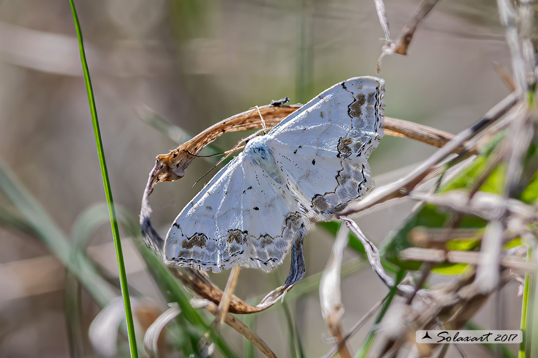 Scopula ornata  -  Lace border