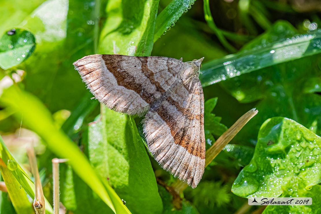 Scotopteryx chenopodiata - Shaded broad-bar