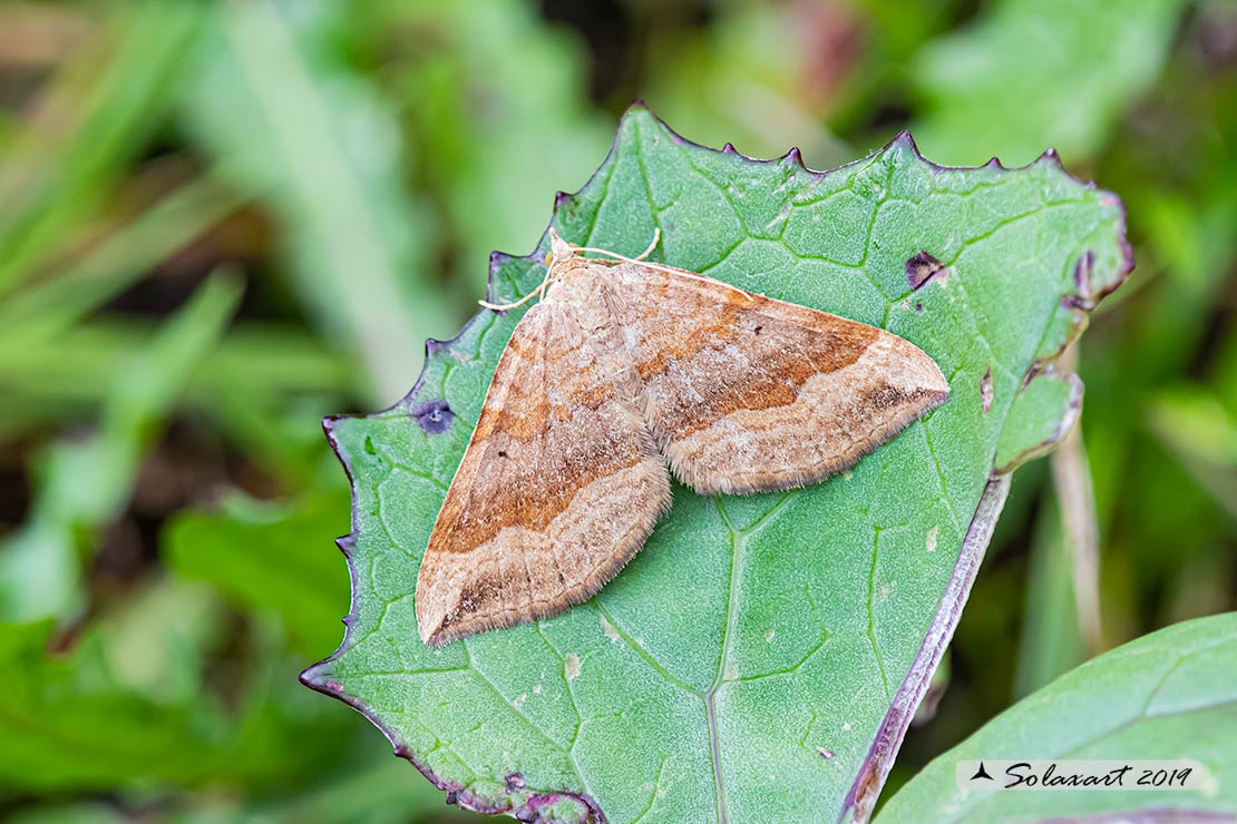 Scotopteryx chenopodiata - Shaded broad-bar