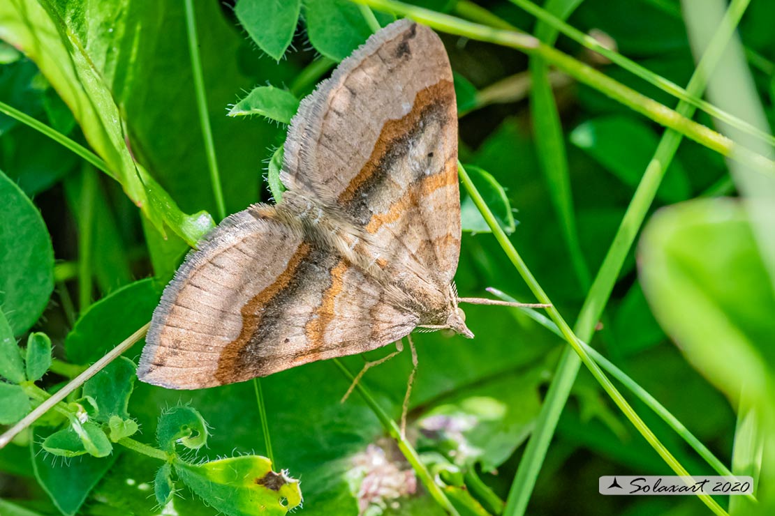 Scotopteryx chenopodiata - Shaded broad-bar