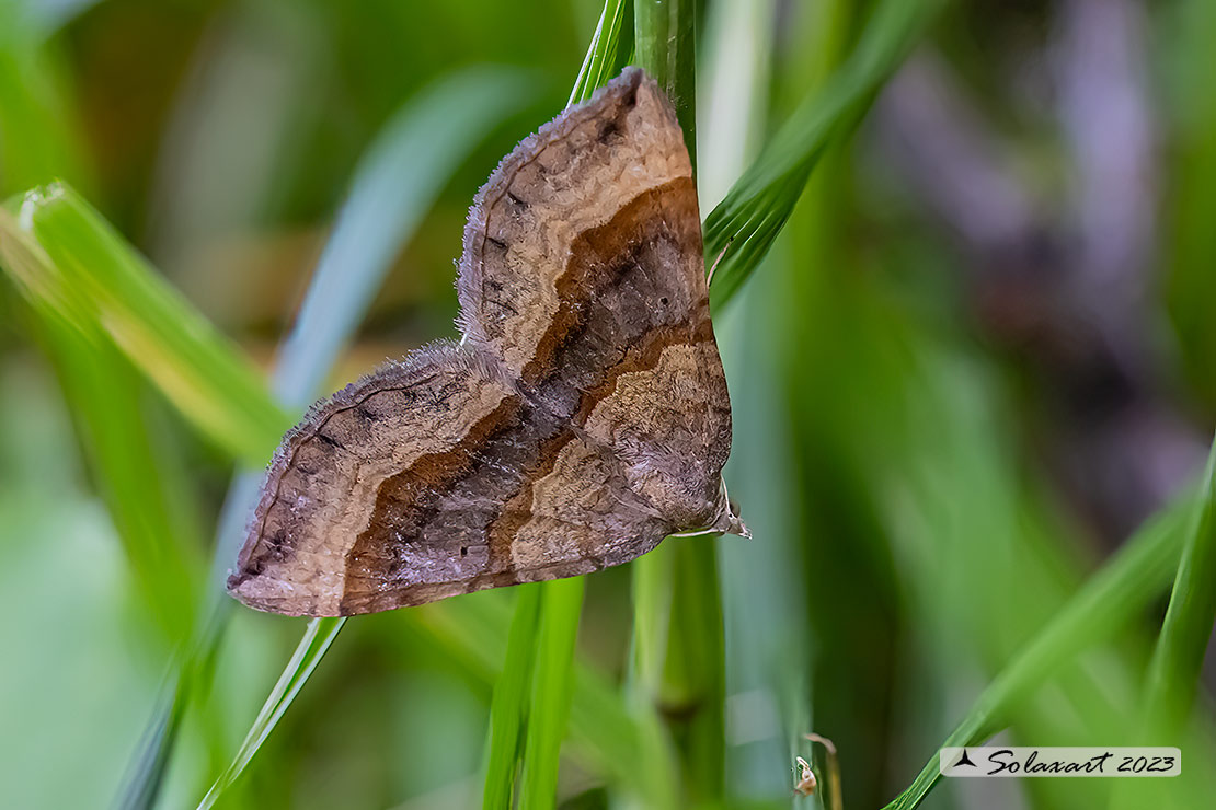 Scotopteryx chenopodiata - Shaded broad-bar