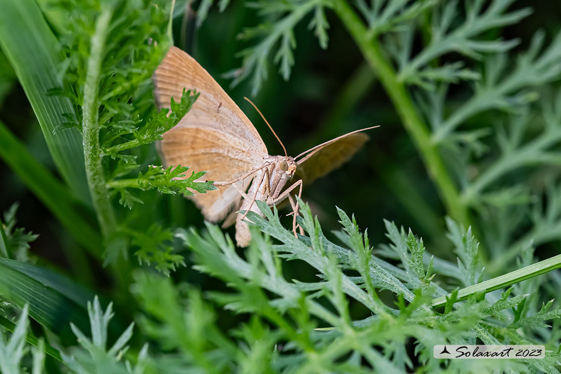 Scotopteryx chenopodiata - Shaded broad-bar