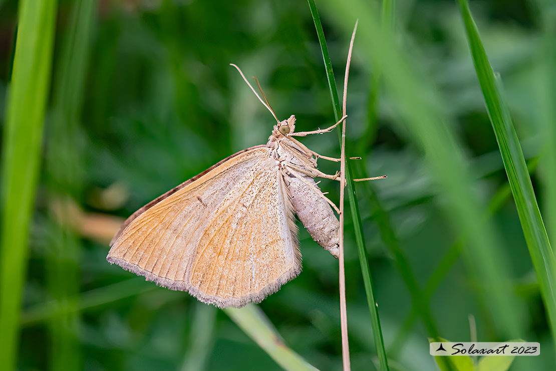 Scotopteryx chenopodiata - Shaded broad-bar