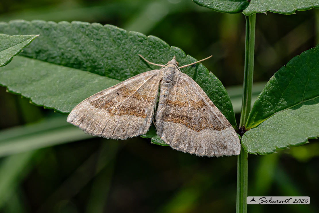 Scotopteryx chenopodiata - Shaded broad-bar
