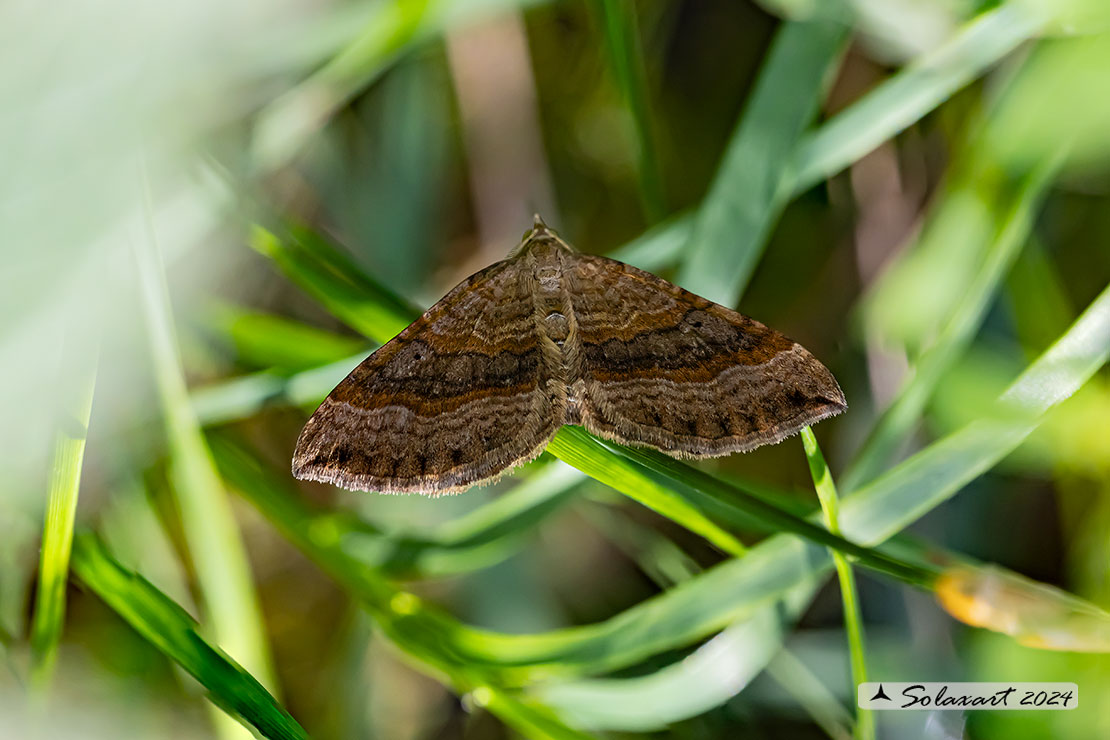 Scotopteryx chenopodiata - Shaded broad-bar