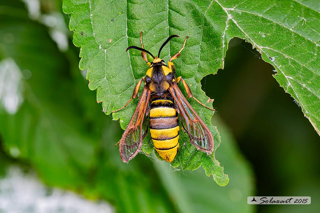 Sesia apiformis :  Hornet moth (female)