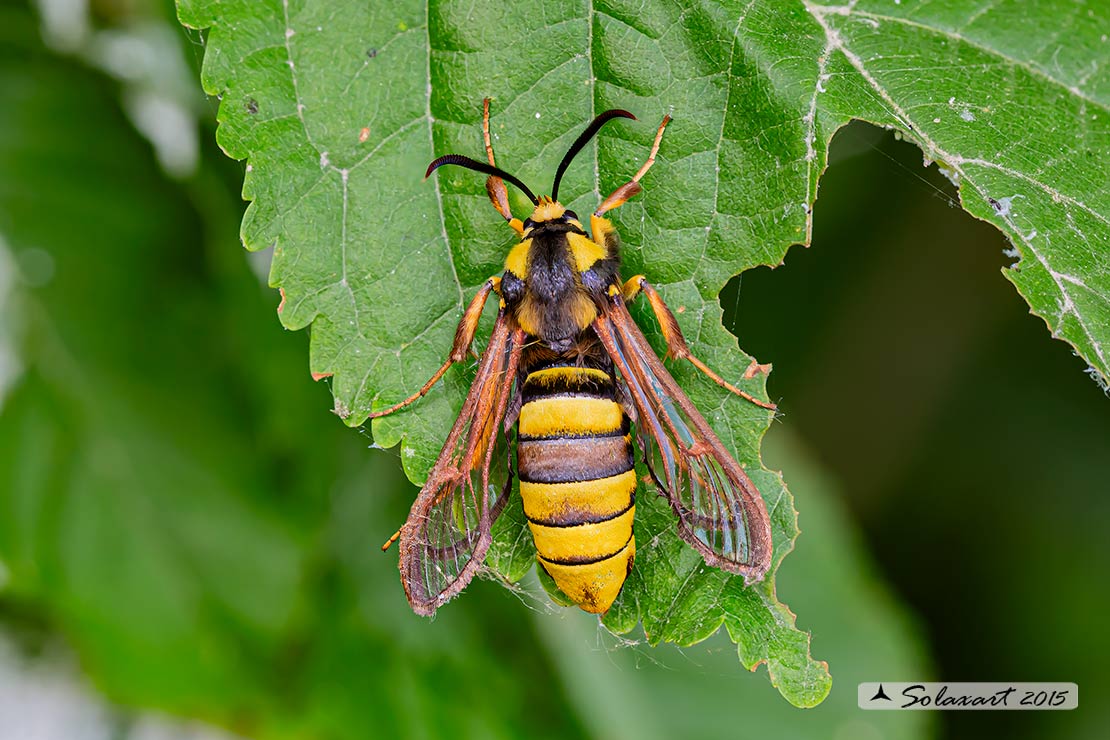 Sesia apiformis :  Hornet moth (female)