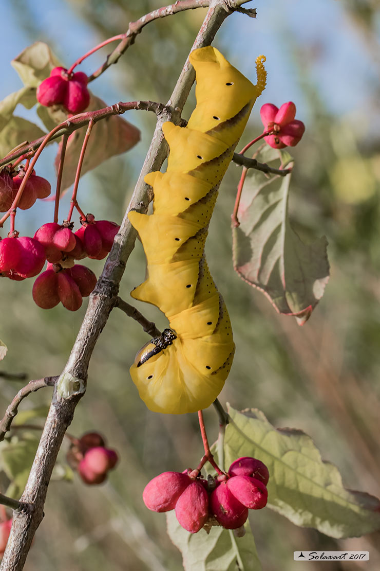 Acherontia atropos: Sfinge testa di morto (bruco) ; Greater death's head hawkmoth (caterpillar)