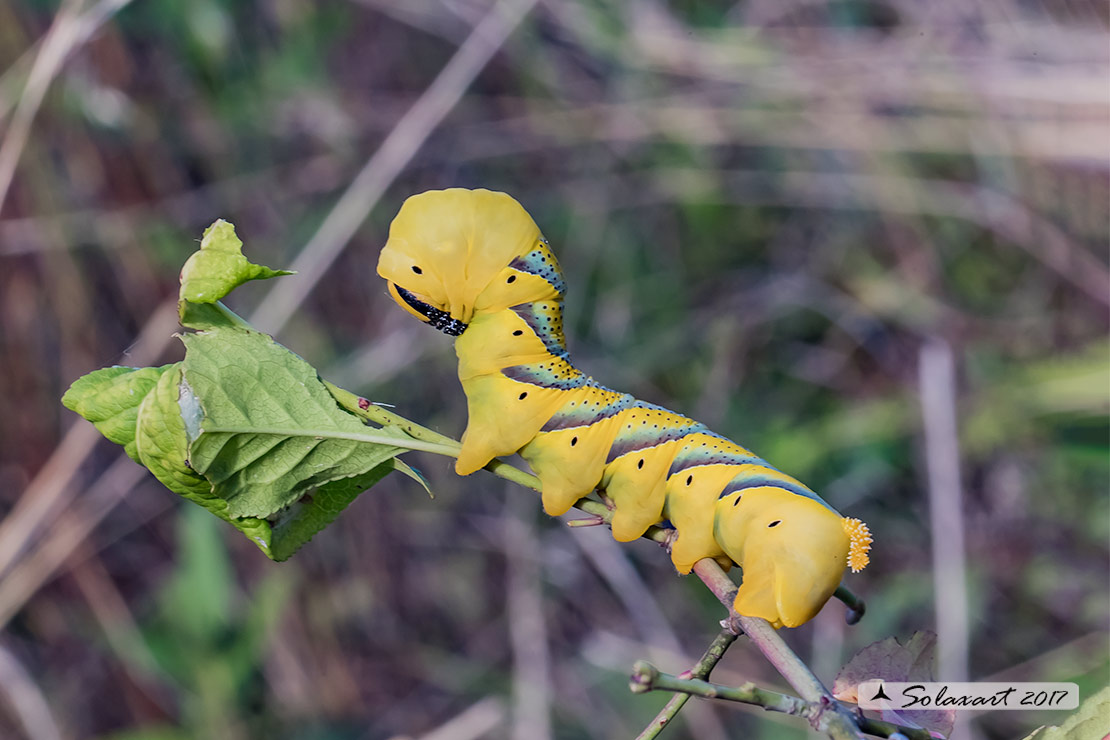 Acherontia atropos: Sfinge testa di morto (bruco) ; Greater death's head hawkmoth (caterpillar)