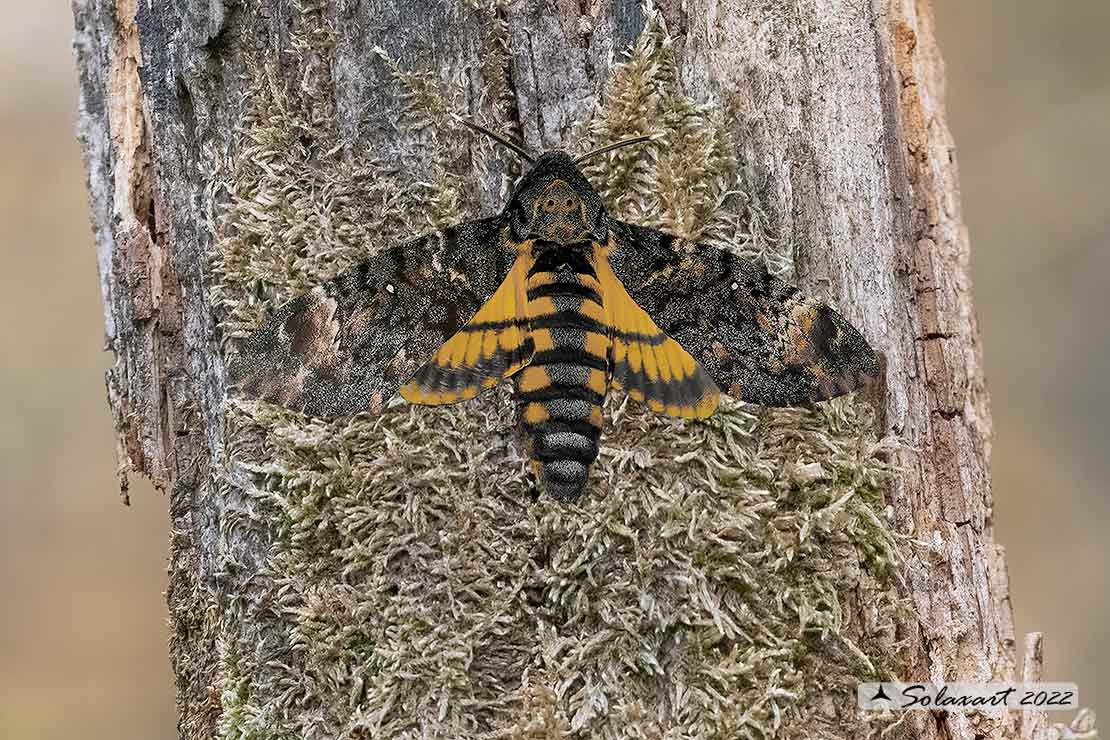 Acherontia atropos: Sfinge testa di morto (adulto) ; Greater death's head hawkmoth (moth)