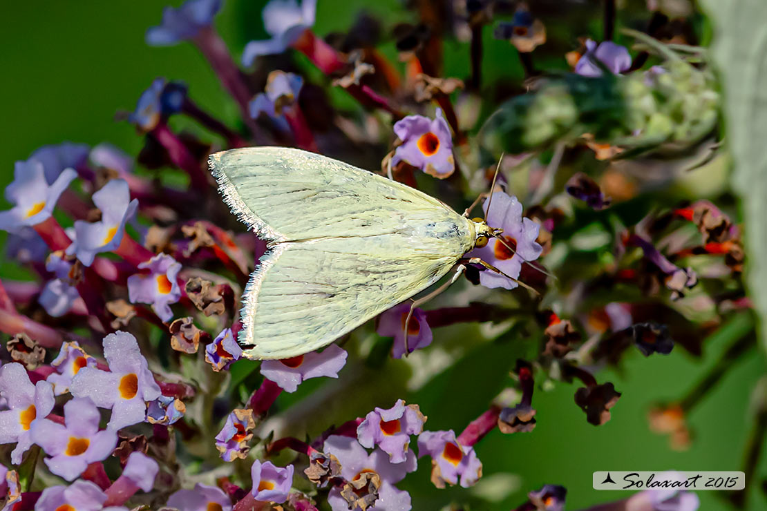 Sitochroa palealis