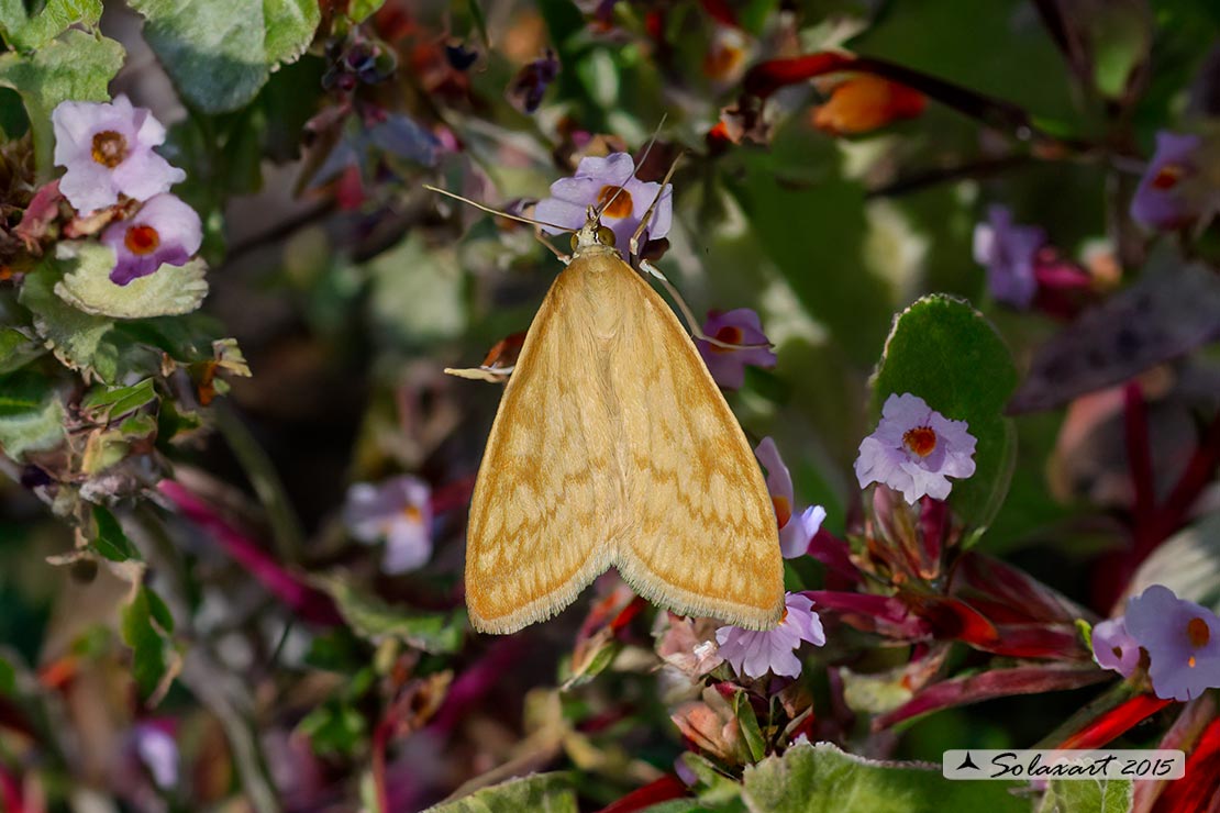 Sitochroa verticalis