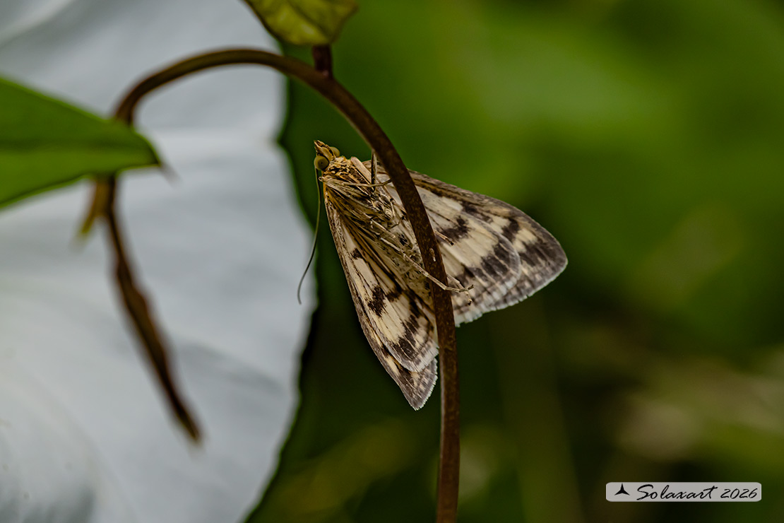 Sitochroa verticalis