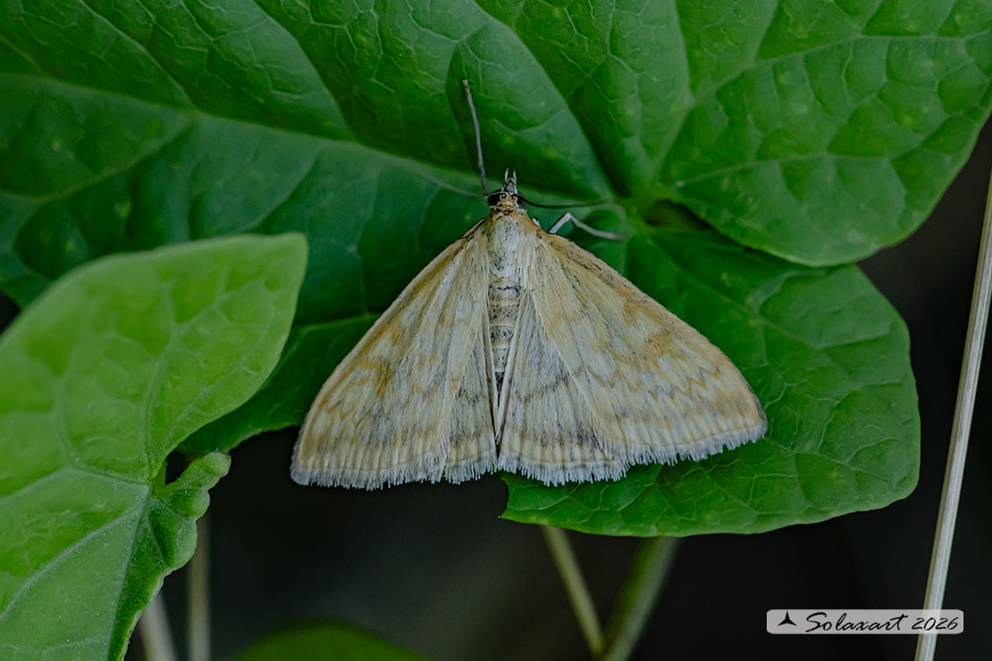 Sitochroa verticalis