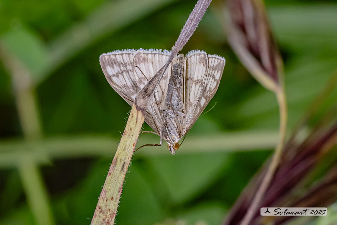 Sitochroa verticalis