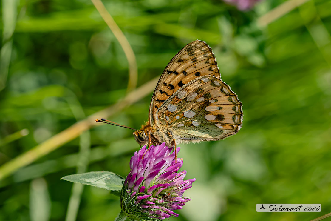 Speyeria aglaja - famiglia  Nymphalidae