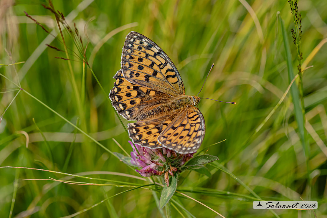 Speyeria aglaja - famiglia  Nymphalidae