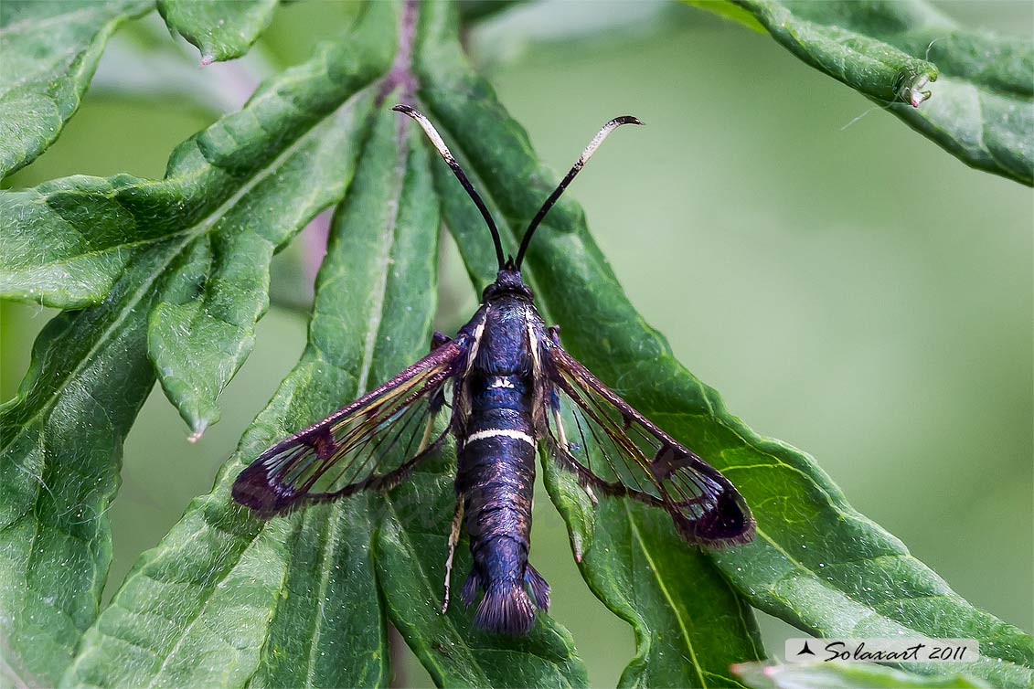 Ordine: Lepidotteri;  Famiglia: Sesiidae, Specie: Synanthedon spheciformis