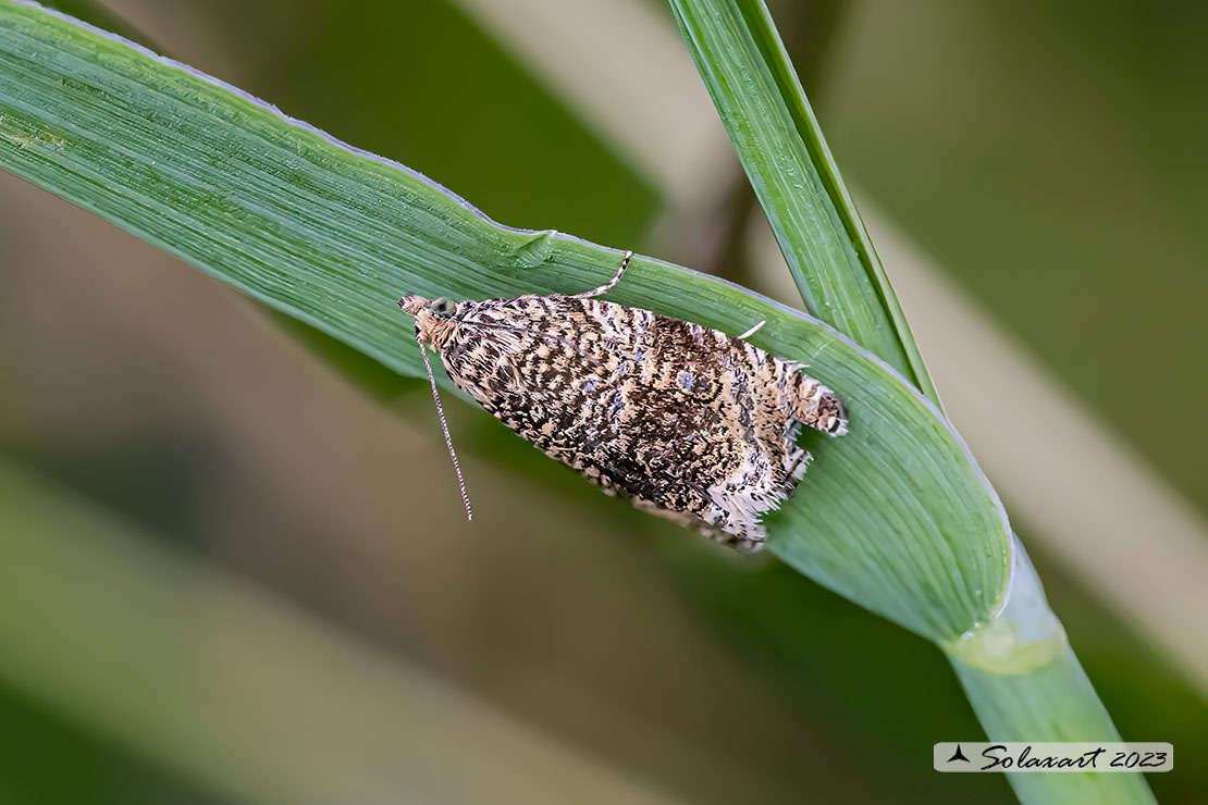 Syricoris lacunana - Dark strawberry tortrix