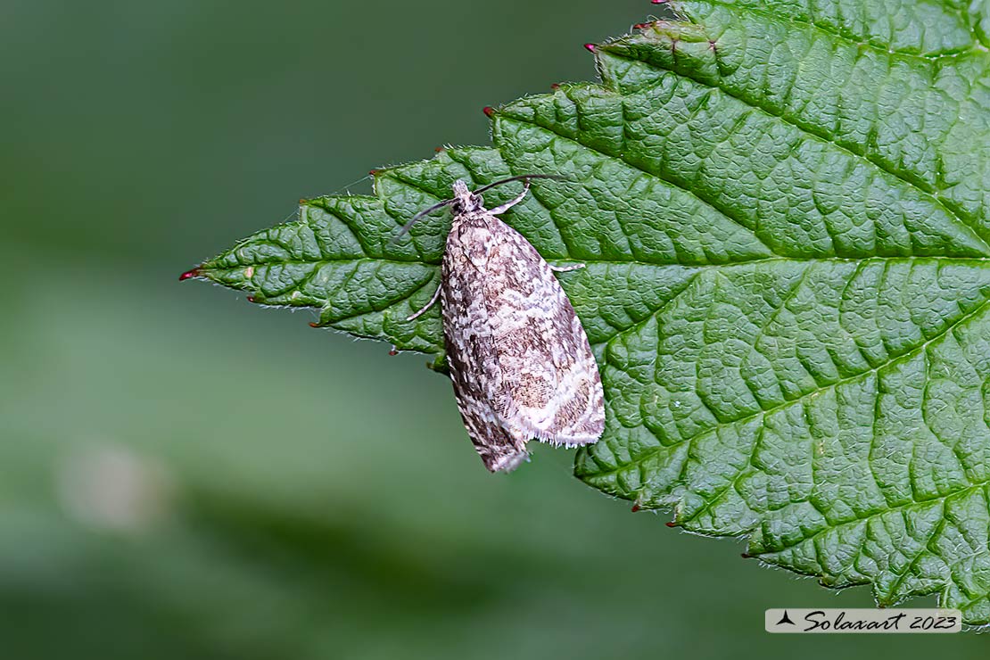 Syricoris lacunana - Dark strawberry tortrix