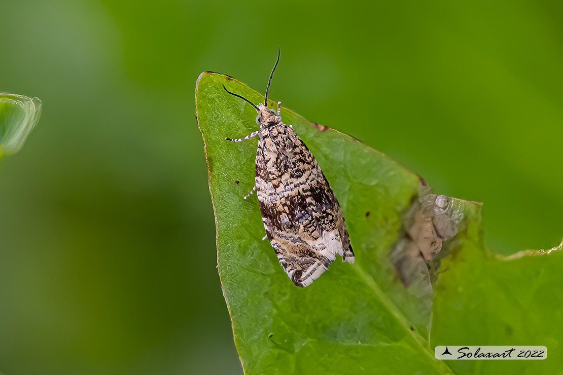 Syricoris lacunana - Dark strawberry tortrix