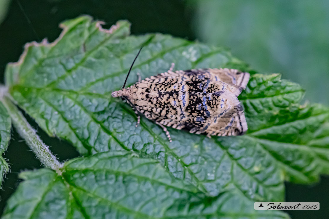 Syricoris lacunana - Dark strawberry tortrix