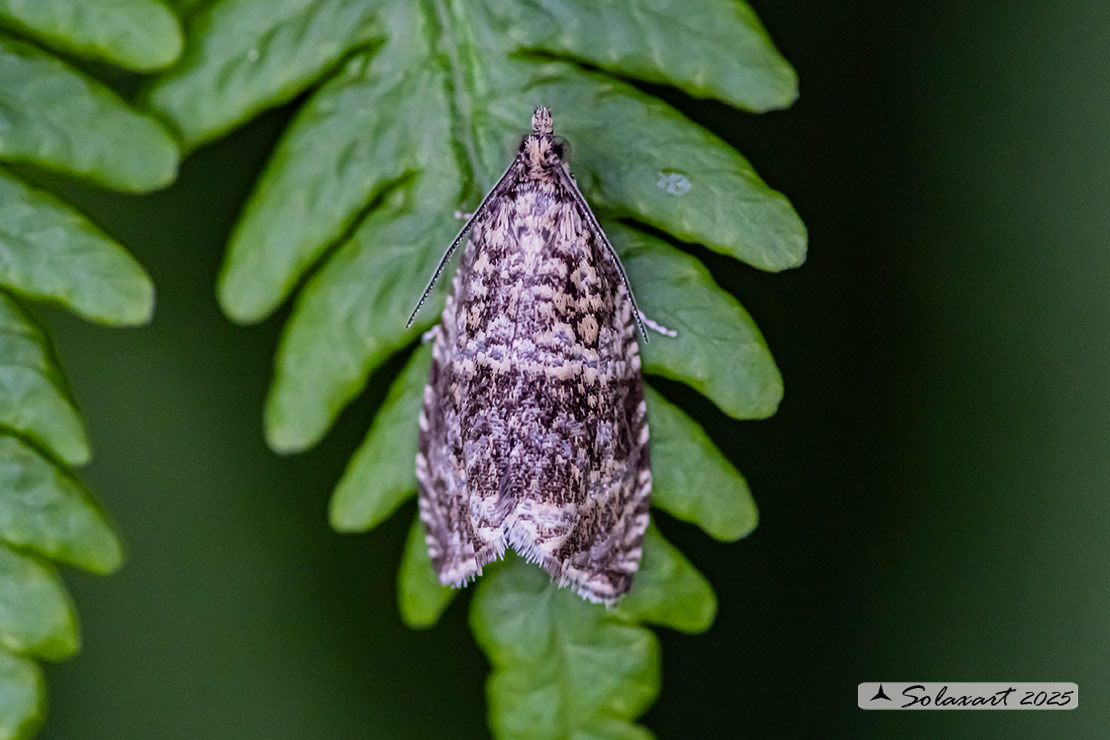 Syricoris lacunana - Dark strawberry tortrix