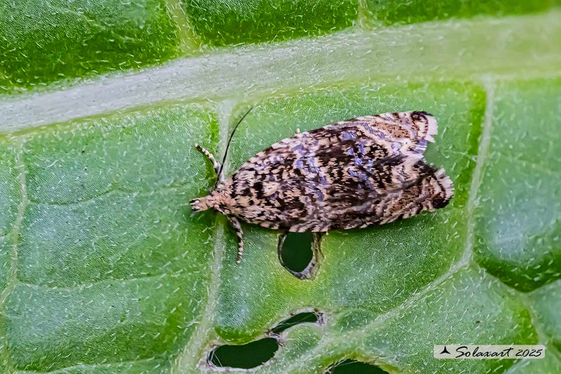 Syricoris lacunana - Dark strawberry tortrix