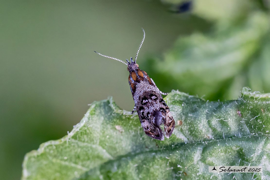 Tebenna micalis: Small thistle moth