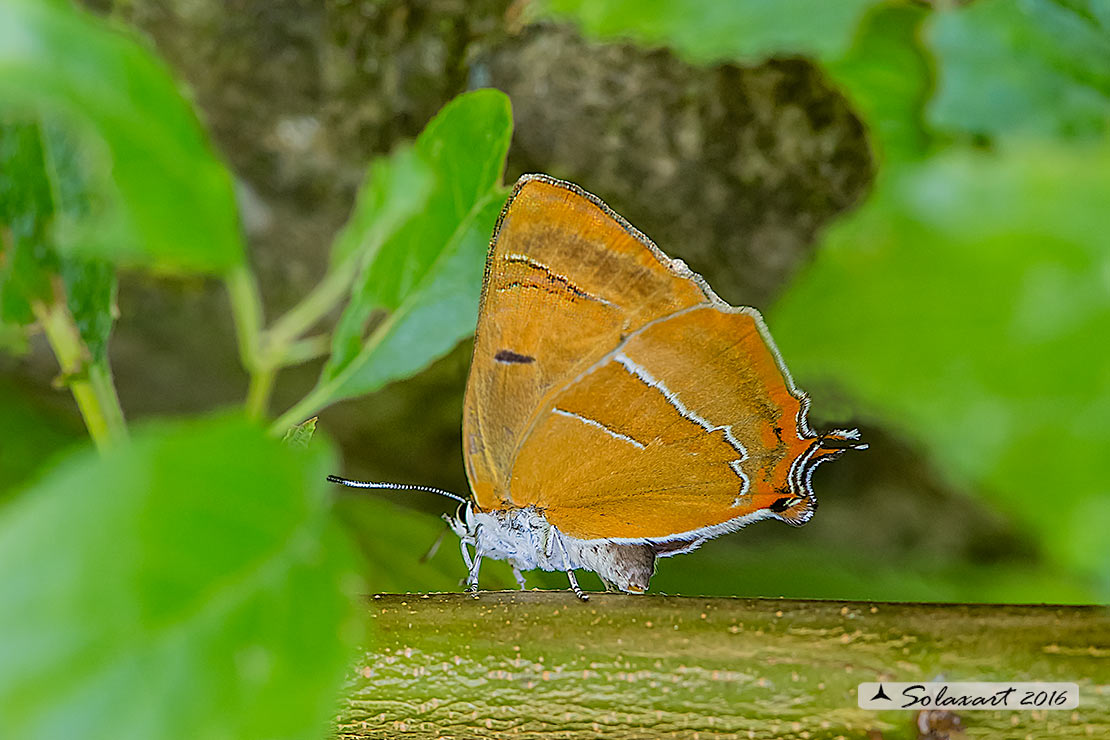 Thecla betulae:  Tecla della betulla ; Brown hairstreak