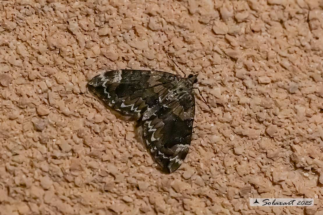 Thera britannica; Spruce carpet