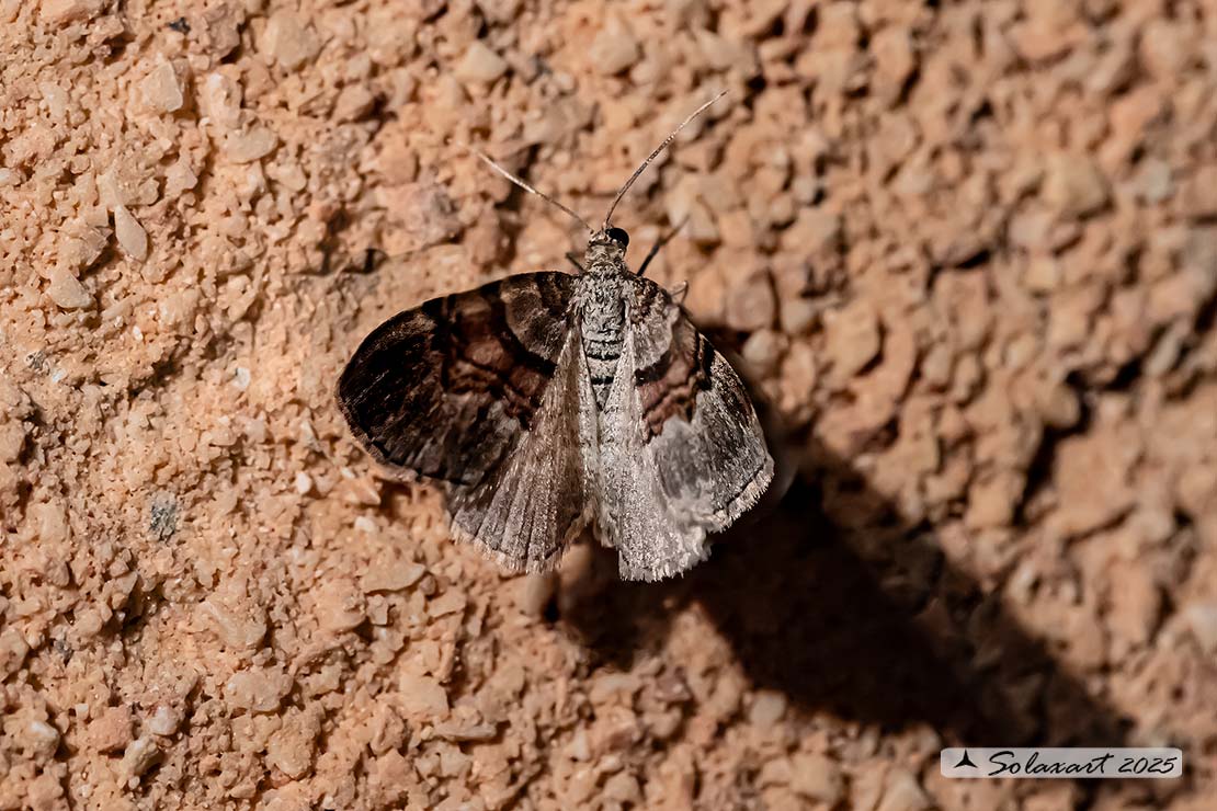 Thera cognata; Chestnut-coloured carpet