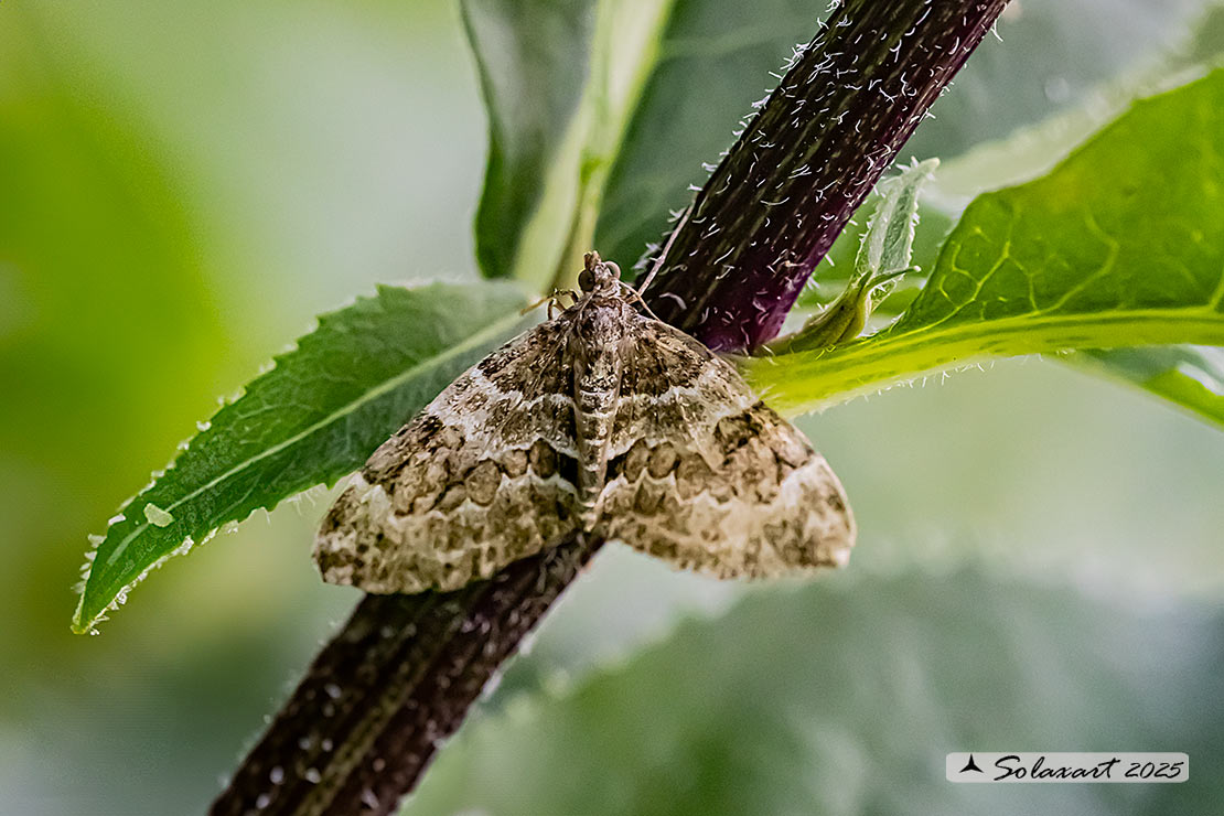 Thera variata; Spruce carpet