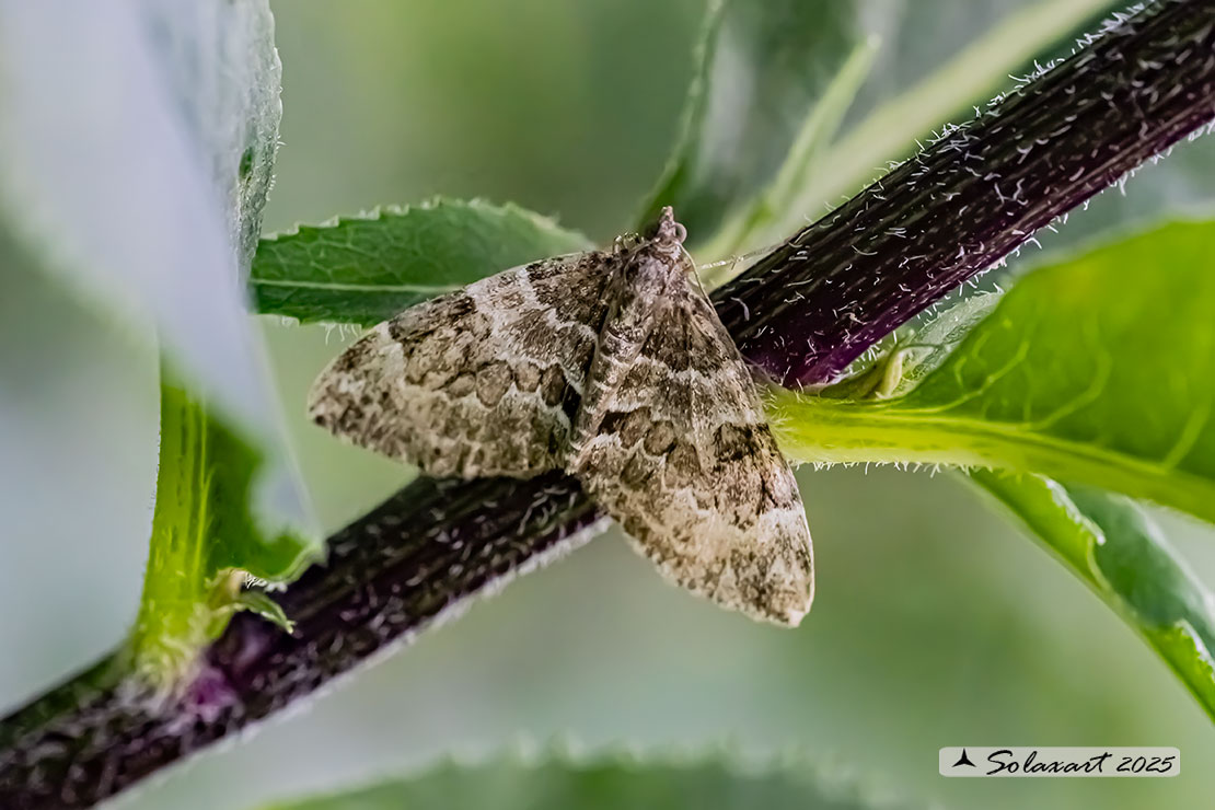 Thera variata; Spruce carpet