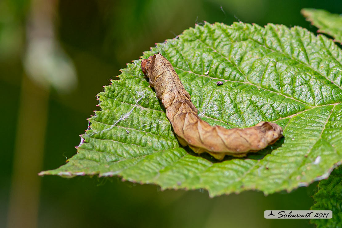 Thyatira batis; Peach blossom