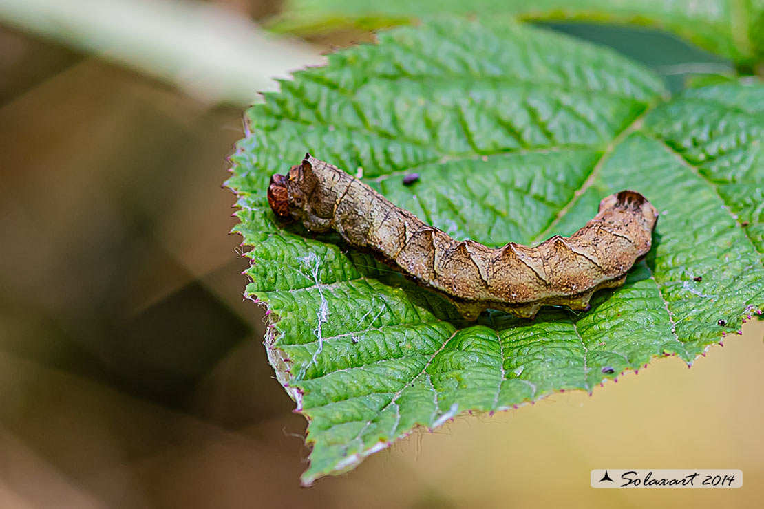 Thyatira batis; Peach blossom