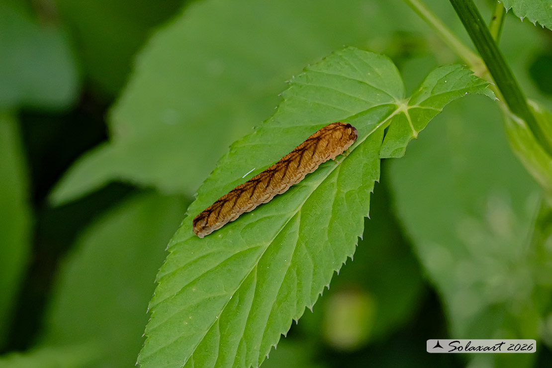 Thyatira batis; Peach blossom