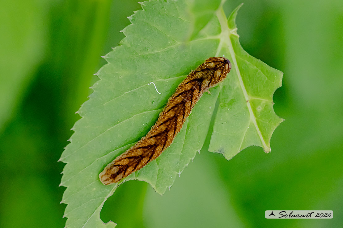 Thyatira batis; Peach blossom